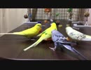 やっぱり冬はみかんだね