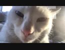【フブキ】愛猫の首を揉むだけ
