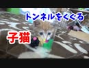 透明トンネルをくぐる子猫がかわいい( *´艸｀)