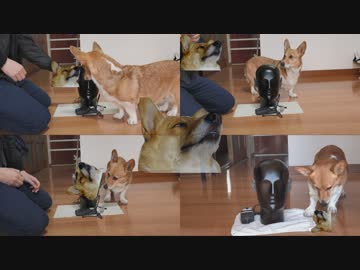 【ASMR】犬が皆さんの耳をくんくんしたり、ペロッとします【音フェチ】