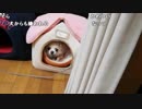 布団ちゃん『実家』【2019/01/05】
