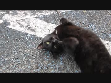 「頼むから撫でてくれー」懇願してくる野良猫に遭遇www