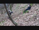Cortachy Tarzan Swing