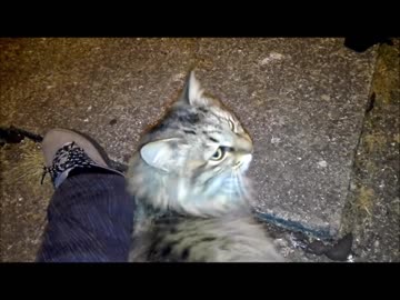 釣りをさせてくれない野良猫part２