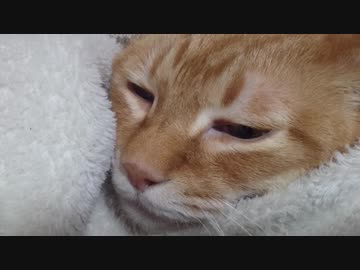 拾いねこ＠生後2374/2341日目　おくるみアコさん。