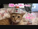 鏡餅を猫の頭にかぶせたらすごくかわいいw