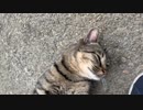関西一のラッパーが野良猫と遊ぶ(*^ω^*)テレチャラス　前半