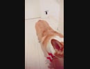 【しっぽ】新年から言うこと聞いてくれないコーギーさん【corgi】