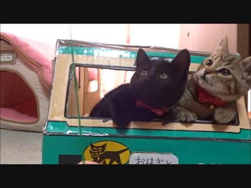 保護したネコさんがちょっとずつ慣れてきました