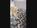 【しっぽ】新年からあんまり動かないコーギーさん【corgi】