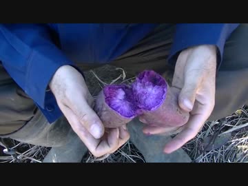 陰キャの【家庭菜園】その7