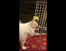 チワワ　【息抜き】　（ナナ・モモ)