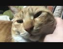 【ティーガー】愛猫のゴロゴロを聞くだけ