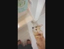 【しっぽ】階段を駆け上がるコーギーさん【corgi】
