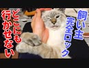 子猫が離してくれないので仕事に行くのを辞めました