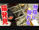 狭いとこに隠れている子猫に「おいでおいで」と呼びかけてみた