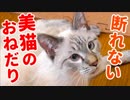 かわいい声で鳴いて訴えてくる猫に全財産を捧げることにしました