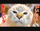【かわいすぎ】我慢できない子猫のクンクン顔がかわいすぎて困っています