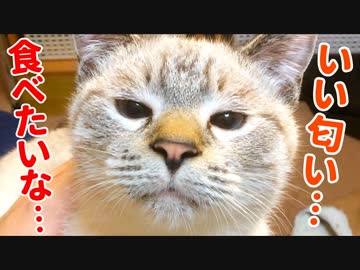 【かわいすぎ】我慢できない子猫のクンクン顔がかわいすぎて困っています