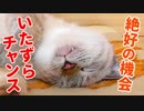 いつもやられっぱなしの飼い主が子猫に仕返しのいたずらをしたら意外な展開になった