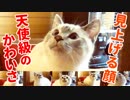 猫の表情で一番かわいいのは見上げる顔だということをこの動画で証明します