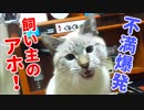 去勢後に発情!?欲求が止まらない猫が鳴きまくって飼い主もお手上げ