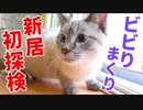 子猫念願の引越しで喜ぶかと思いきやビビりすぎて異常事態が発生…！
