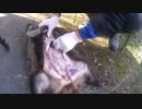3年前よりは上達したアナグマ解体　なお相変わらず新米猟師のハンターライフ