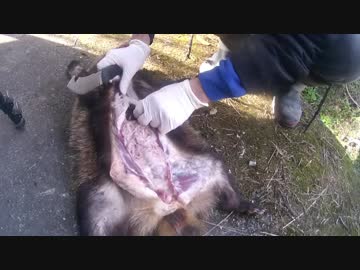 3年前よりは上達したアナグマ解体　なお相変わらず新米猟師のハンターライフ