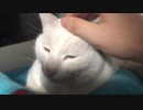 【フブキ】愛猫の頭を撫でるだけ⑥