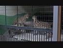 サーバルキャット in 大内山動物園
