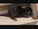オヤツの時間5分過ぎたらダダこねちゃったカワウソ