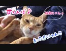 猫が甘えてきたので抱っこしたらとろけたw