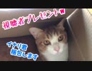箱が気に入った猫。このまま梱包しちゃえっ