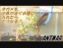 水生昆虫王者タガメを小魚いっぱいの水槽に入れたらどうなる？