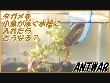 水生昆虫王者タガメを小魚いっぱいの水槽に入れたらどうなる？