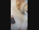 【しっぽ】引っ張りっこを楽しむコーギーさん【corgi】