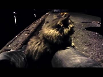 釣りをさせてくれない野良猫part３