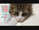 のび～る猫