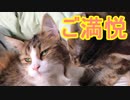 猫とニンゲンにもふられて至福な猫(さくら)