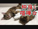 イライラな猫達・・・からの、もふ～♪