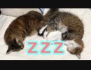 おしりをくっつけてスヤスヤ...zzz