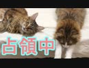 ベットでふやける猫達