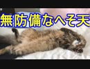 無防備にへそ天する猫