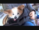 ひざの上のだっこをおねだりするワンコ（パピヨン）