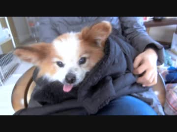 ひざの上のだっこをおねだりするワンコ（パピヨン）