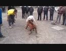 土佐犬ｖｓセントラル