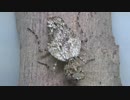 [閲覧注意!!]　再編集　キノカワカマキリ(♀）にゴキブリを与えてみた。（Theopompa sp.)