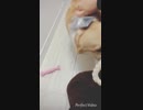 【しっぽ】ブラッシングをさせてくれないコーギーさん【corgi】
