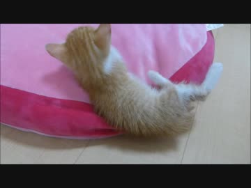 小猫がお気に入りのベッドで爆睡中⇒ダイナミックに転落します(=^・^=)笑